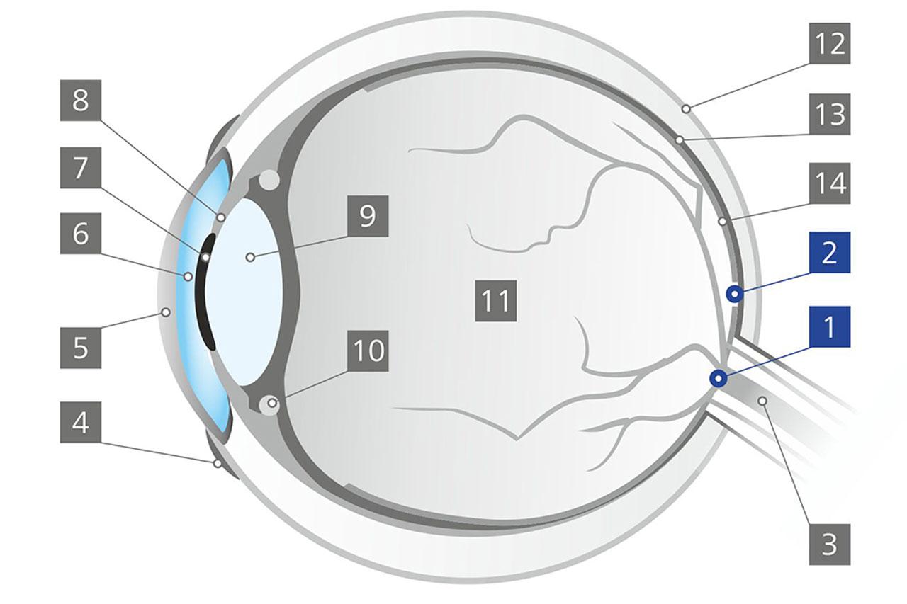 A vakfolt